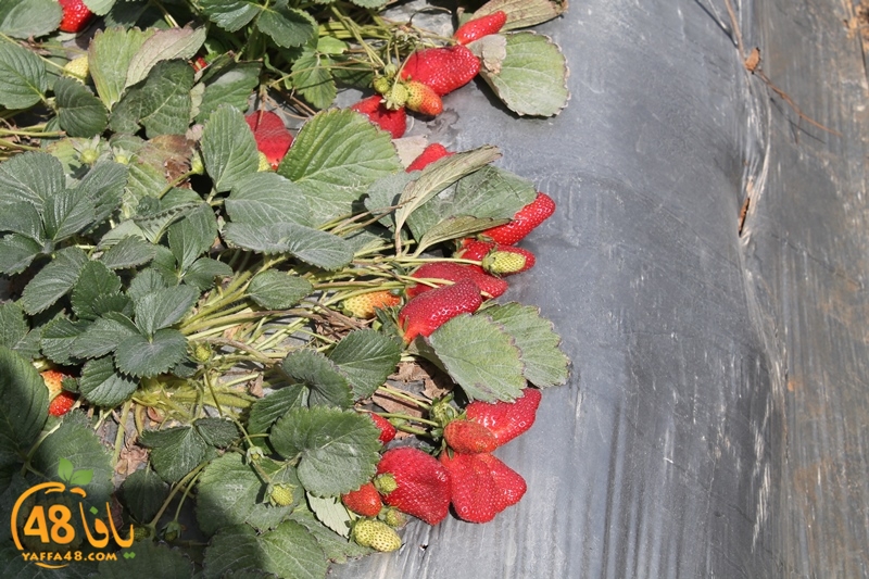 a7bab aqsa farawla (9).JPG